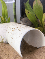 Shatayah Axolotl