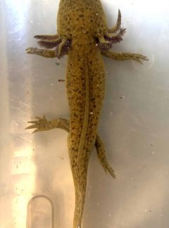 Copper Axolotl – 20cm Male – Storm