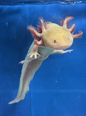 Spotted copper Axolotl- Female 20cm – Hand Picked- Sunny