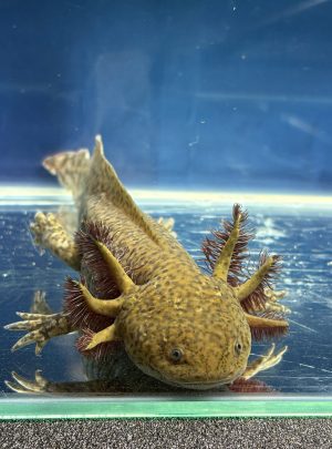 Special Copper Axolotl – 21cm Male -B grade – ‘Teddy’