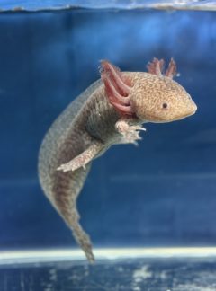 Leopard copper Axolotl- 19cm Male – ‘Toto’