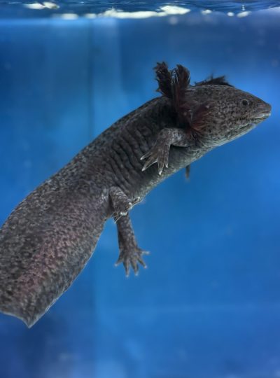 Unique Melanoid leopard copper – Female Axolotl – 18cm -Hand Picked- Wednesday
