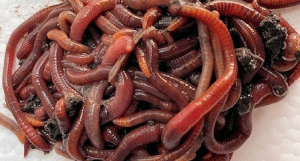 Live Worms