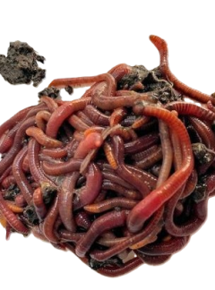 Live Worms 50pk