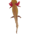 XENA-Axolotl