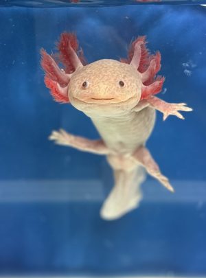 Lepard copper Axolotl- 19cm Male – B grade – ‘Ziggy’
