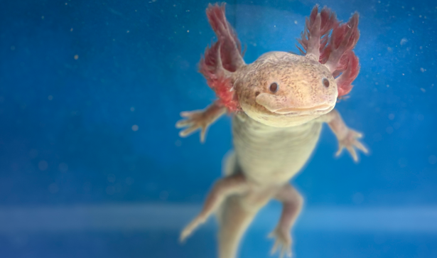 AXOLOTLS FOR SALE