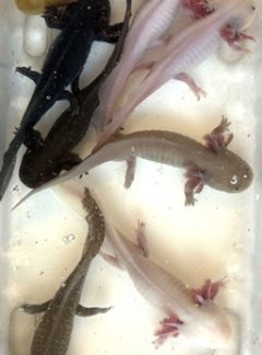 B Grade – Juvenile Axolotls 12cm -16cm *slight defects but still in great healthy condition*