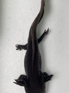 XL Black Melanoid Axolotl