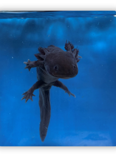 Black Melanoid Axolotl – Young