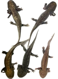 B Grade Special Dark Mosaic coloured Axolotls available around 20cm