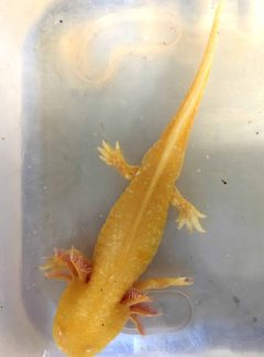 Golden Albino – 20cm Male – Casper