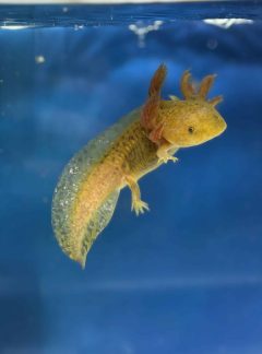Copper Axolotl- Young