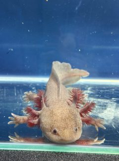 Hypomelanotic Melanoid-22cm Male – B grade – ‘Loki’