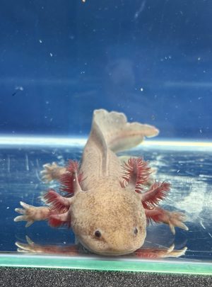 Hypomelanotic Melanoid-22cm Male – B grade – ‘Loki’