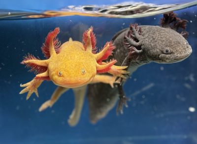 Axolotls