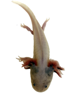 Stunning Dirty Lucy Blue Gill **LUCKY **