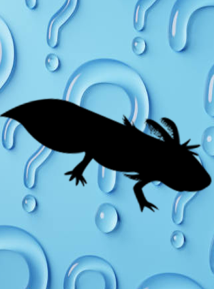 Mystery Axolotl – Unsure what colour to get? Leave it to us