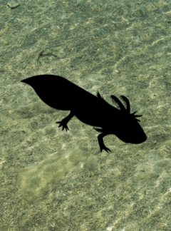 Mystery Axolotl – Unsure of what colour you are after, let us do the picking * You might even end up with a something rare*