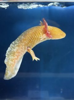 GOLDEN STARBURST AXOLOTL ** ONE LEFT**