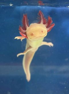 Albino Axolotl- Unisex 22cm -Hand Picked- River