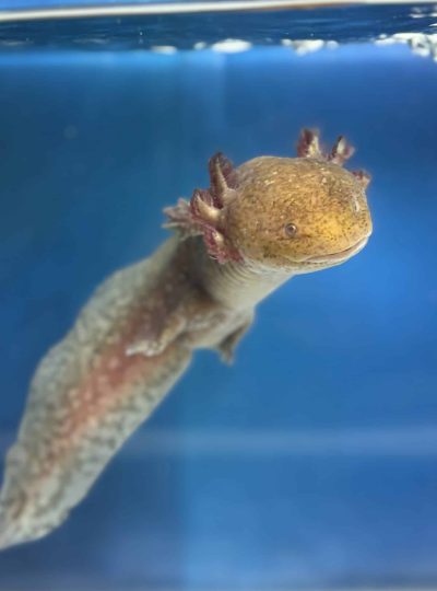 copper axolotl – male 22cm – Hand Picked- Rocky