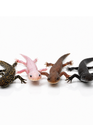 Morphed Axolotls