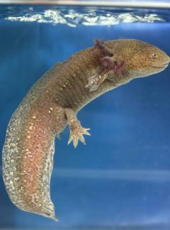 Copper axolotl –  Male 24 cm – B grade – Hand Picked – skipper
