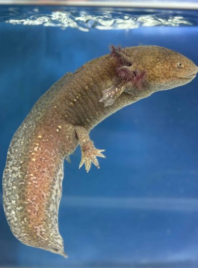 Copper axolotl – Male 24 cm – B grade – Hand Picked – skipper