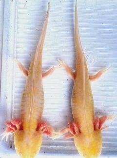 Special RARE albinos with gold markings *ONLY 2 AVAILABLE*