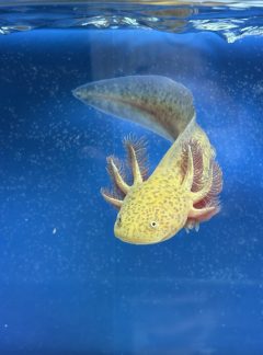 Spotted copper Axolotl