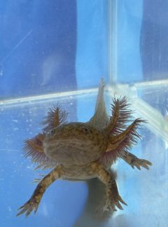 Unique Spotted copper Axolotl – Hand Picked- Stitch