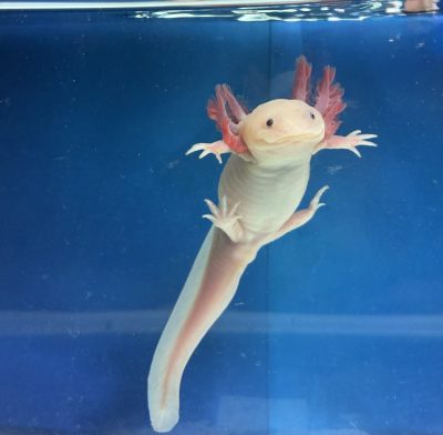 Pre Order Axolotls