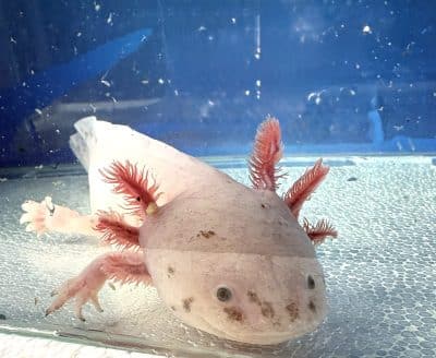Dirty Lucy Axolotl- 19cm Male- 'Sushi'