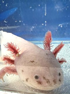Dirty Lucy Axolotl- 19cm Male- ‘Sushi’
