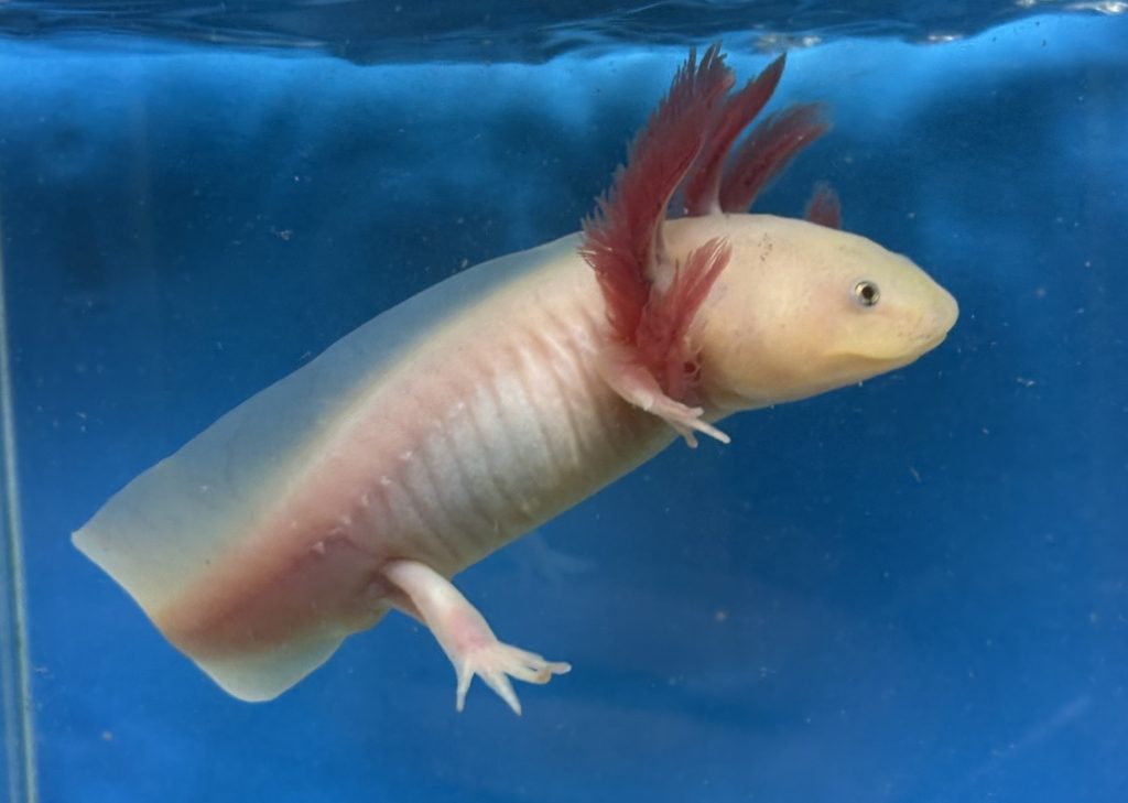 White (Leucistic) Axolotl Young AXOLOTLS AUSTRALIA